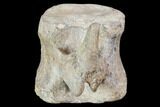 Hadrosaur Caudal Vertebrae - Montana #101776-1